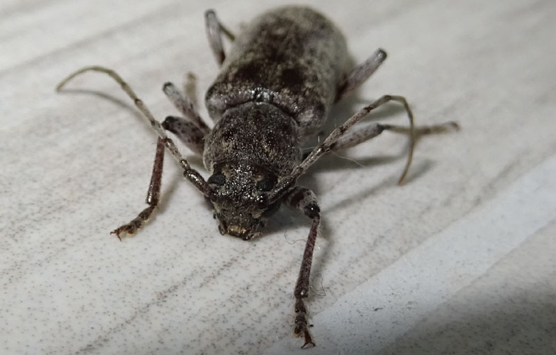 Trichoferus sp. - Cerambycidae